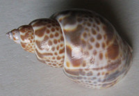 Babylonia japonica (Reeve, 1842)